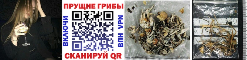 Псилоцибиновые грибы MAGIC MUSHROOMS  Купить  Красный Холм 